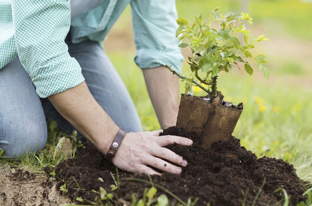 05 motivos para plantar uma árvore