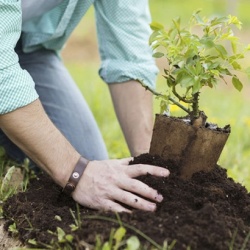 05 motivos para plantar uma árvore